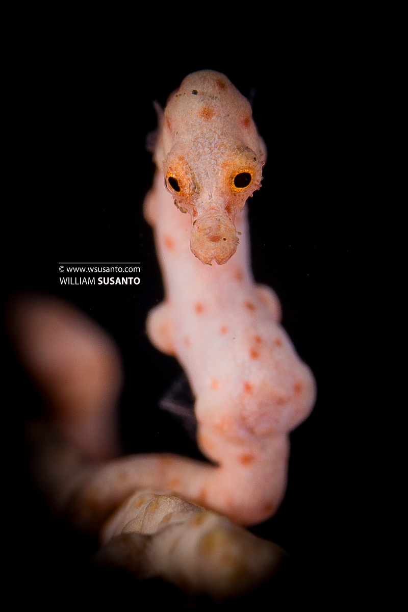 Denise’s Pygmy Seahorse